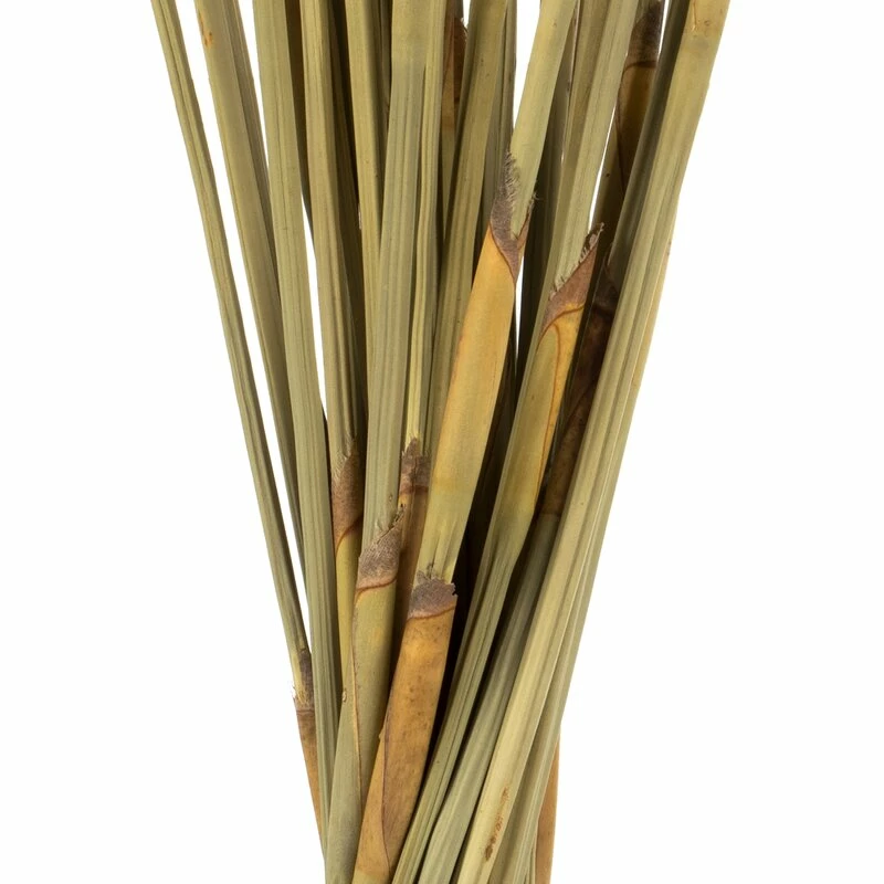 40" Elephant Reed, Dried 2 40" Elephant Reed, Dried - Image 2