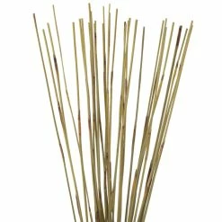 40" Elephant Reed, Dried 6 40" Elephant Reed, Dried -BirchLane Sales Store 4022ElephantReed2CDried 2
