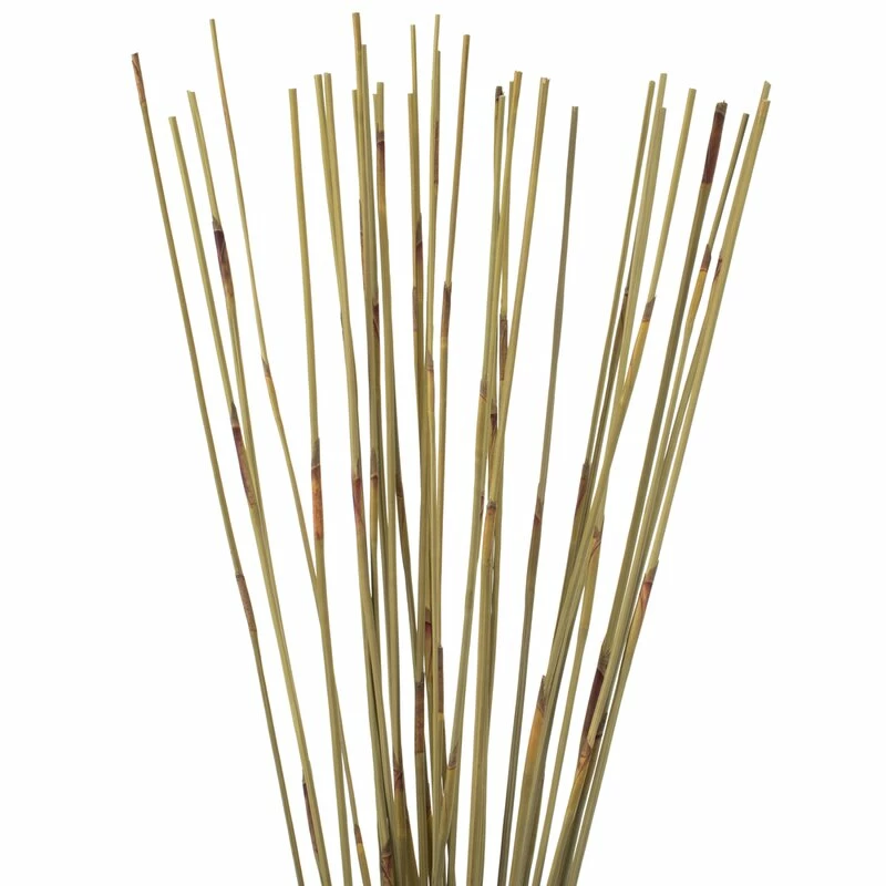 40" Elephant Reed, Dried 3 40" Elephant Reed, Dried - Image 3
