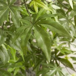 48'' Faux Maple Tree In Wood Planter -BirchLane Sales Store 482727FauxMapleTreeinWoodPlanter 3