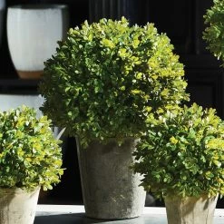 Cumbie 13.5'' Faux Boxwood Plant In Metal Pot -BirchLane Sales Store Cumbie13.52727FauxBoxwoodPlantinMetalPot 1