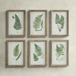 Fern Fronds