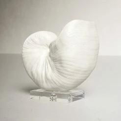 Lakefield Shell Sculpture 8 Lakefield Shell Sculpture -BirchLane Sales Store LakefieldShellSculpture 3